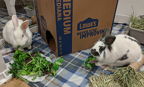 Max and Molly, a bonded pair, were adopted in 2018.