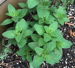 Oregano plant