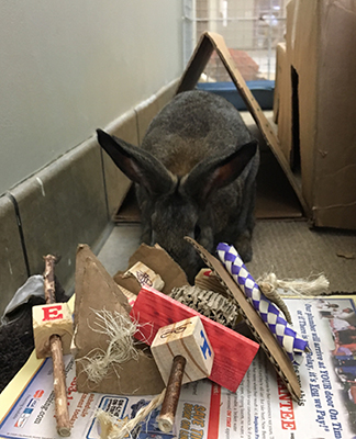 Bunny with toys