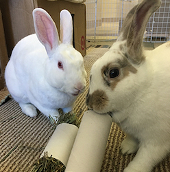 Bunnies with toys