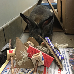 Rabbit with toys to chew