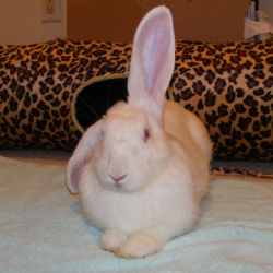 Rabbit with one ear up and one ear down