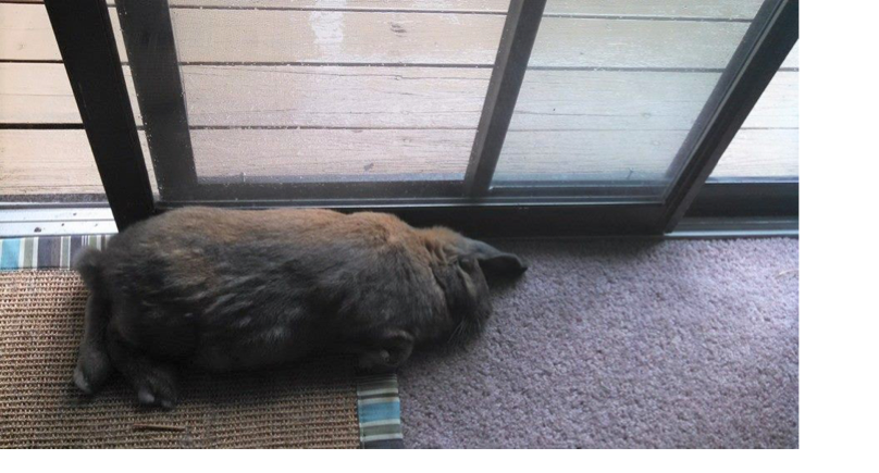 Rabbit flopped over, without a care