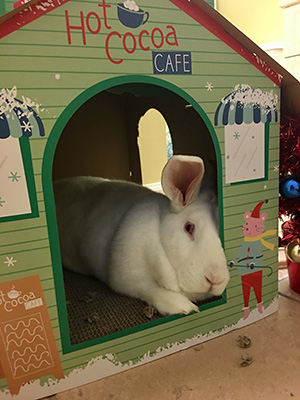 Simon in his holiday themed cat house from Target