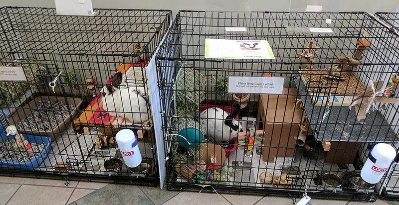 SPCA dog crates as cages, side by side