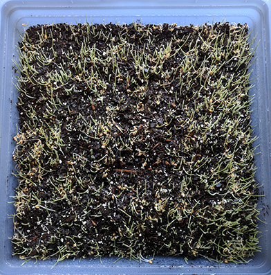 Sprouted, uncovered wheatgrass!