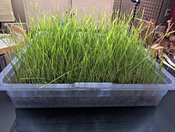 Fresh wheatgrass, grown for house rabbits!