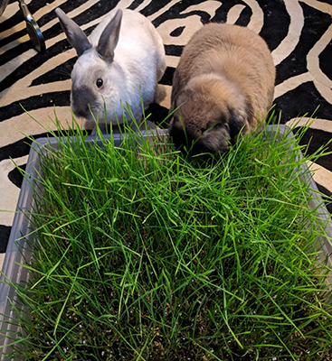Arthur and Louise enjoy their wheatgrass patch