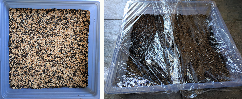 Wheatgrass seeds (left). Wheatgrass seeds covered with soil, then plastic wrap (right).