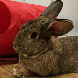 Winston, an agouti rabbit