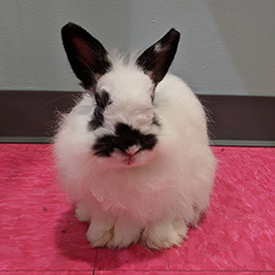 Adam, a Jersey Wooly, was adopted in September, 2018.