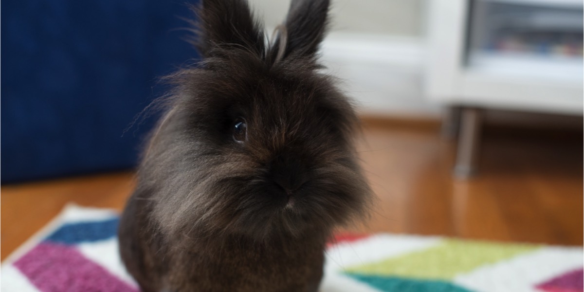 Dark brown lionhead rabbit